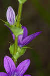 Prairie Venus' looking-glass